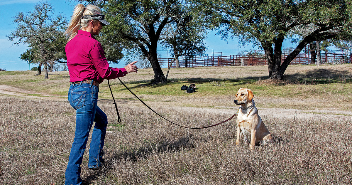 Labrador retriever during a training session. Photo by Todd J. and Nancy Steele
